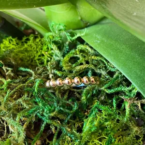 Beaded Ring